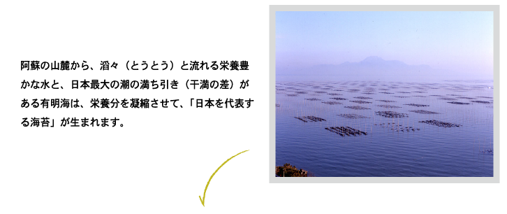 阿蘇の山麓から、滔々（とうとう）と流れる栄養豊かな水と、日本最大の潮の満ち引き(千満の差)がある有明海は、栄養分を凝縮させて、「日本を代表する海苔」が生まれます。